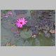 04hainanDSCN3380_t