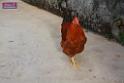0812sian_sk_IMG_1310